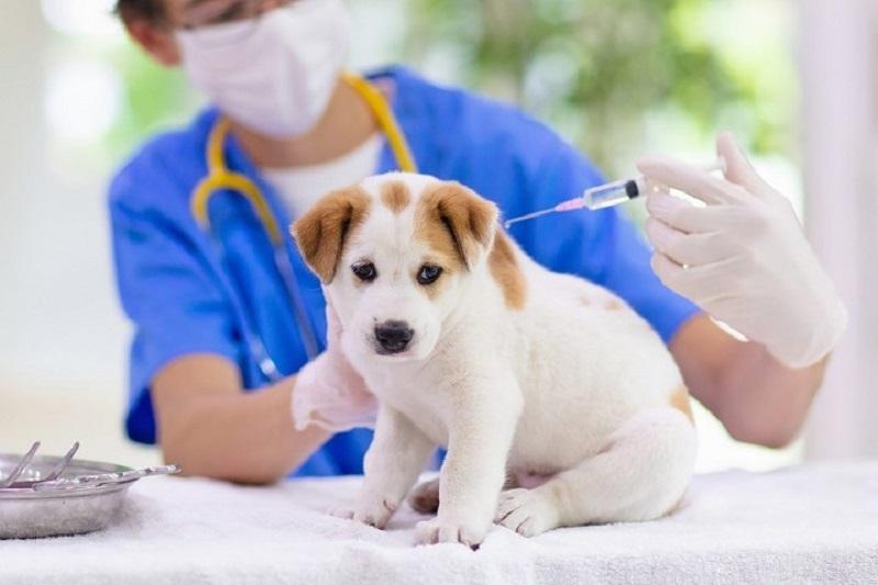 Tăng cường các biện pháp phòng chống bệnh dại chó